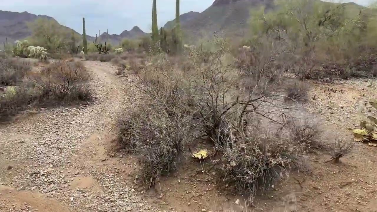 No talking, just walking Crunchy ASMR: a rainy day walk in the desert to help you sleep ￼
