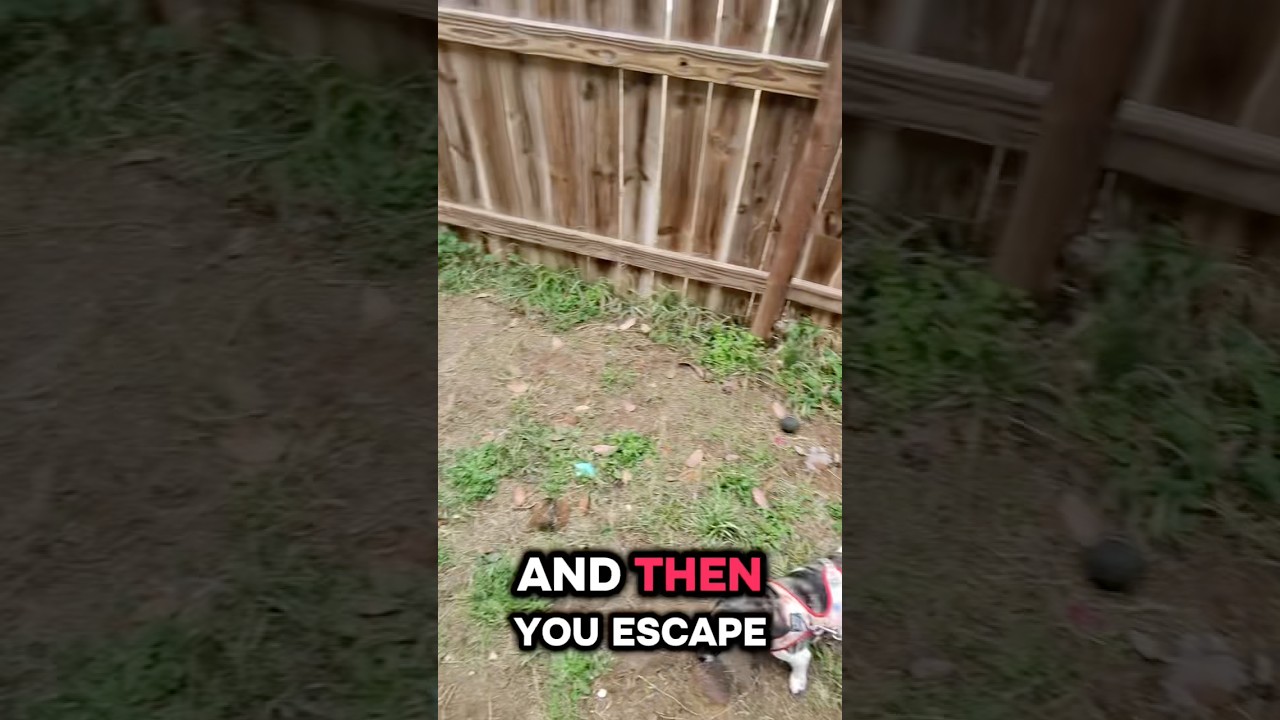 How I keep my dog from escaping my backyard #escape #lockdown #funny #chill #trending #subscribe