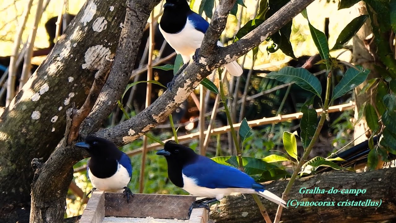 CANTO da GRALHA-DO-CAMPO (CYANOCORAX CRISTATELLUS), CURL-CRESTED JAY, Gralha-do-cerrado.