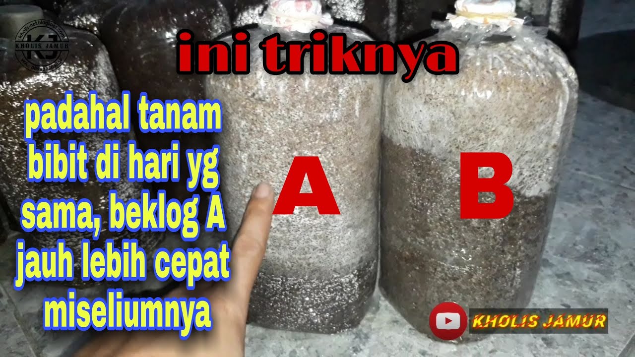 BUDIDAYA JAMUR TIRAM ||TRIK AGAR MISELLIUM BEKLOG JAMUR LEBIH CEPAT MERAMBAT FULL