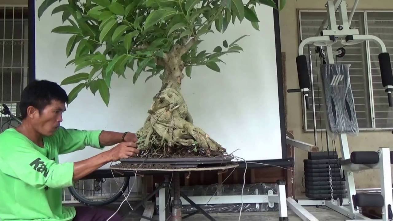 Bonsai Tutorials for Beginners: Planting a Large Ficus on a Flat Tray