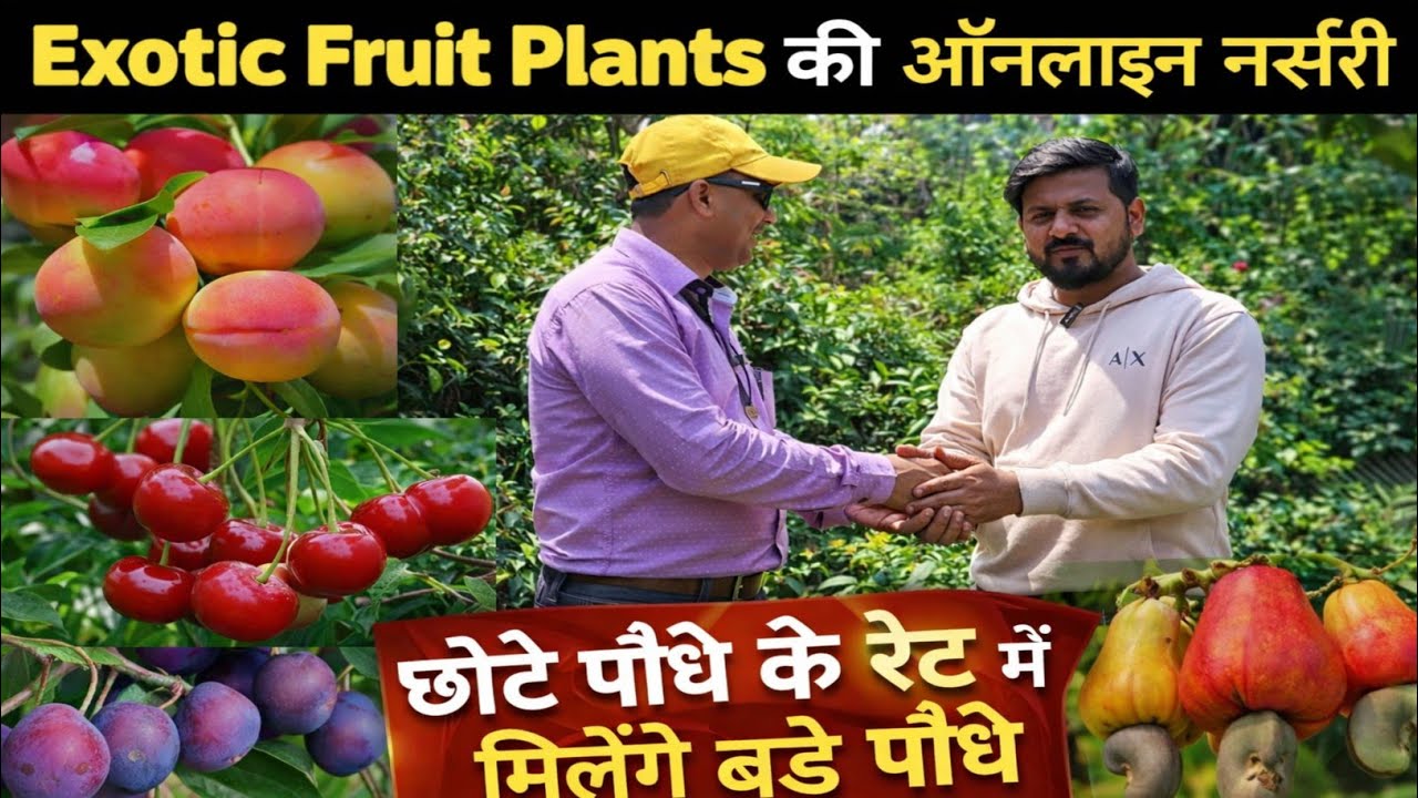 न पैसा बर्बाद होगा न पौधे मारेगे ऑनलाइन की सबसे अच्छी नर्सरी | online fruit plant nursery