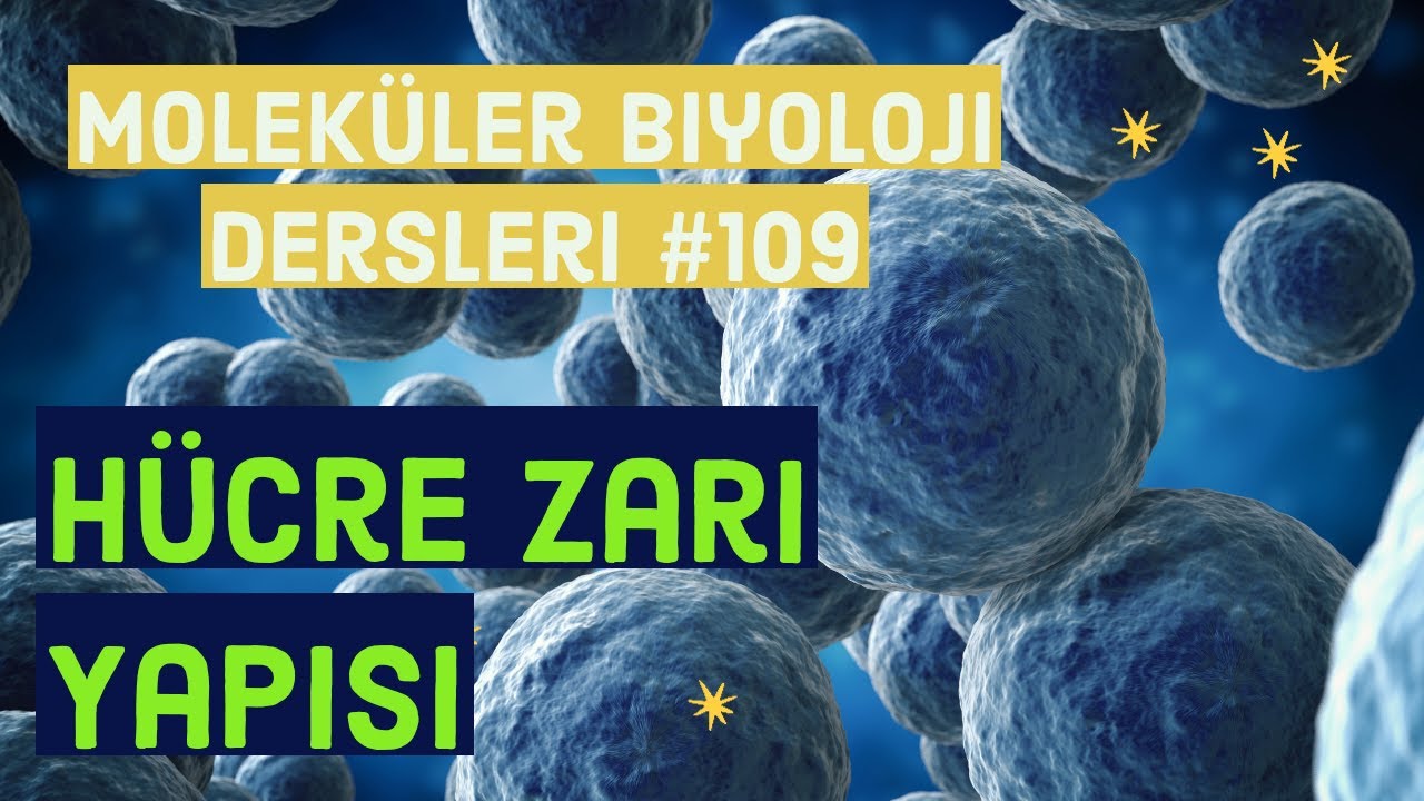 Hücre zarı yapısı #fosfolipidler #membran #hücre
