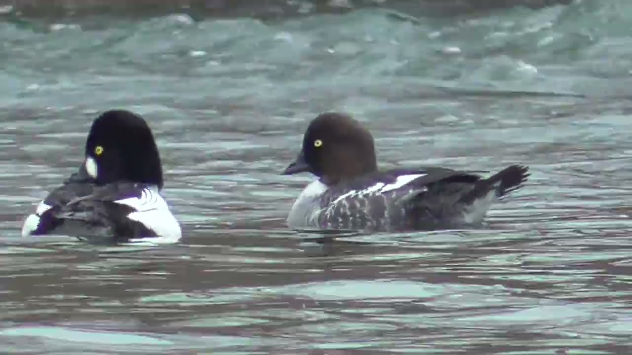 Y0186　Oita River　Grooming after Breakfast　A couple of Common Goldeneye