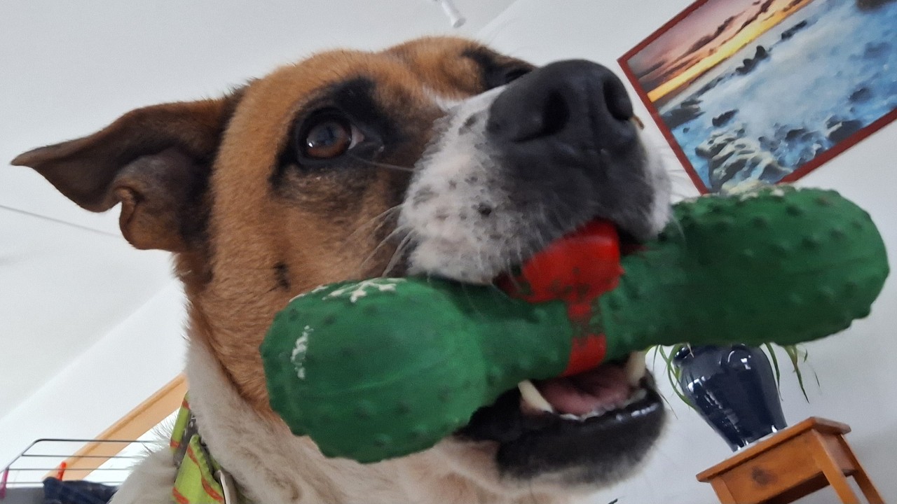 13-02-2026: Onze honden Willow en Toet op vrijdag de 13de...