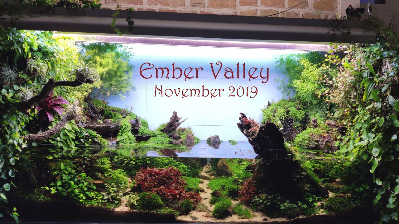 Ember Valley - my paludarium at November 2019