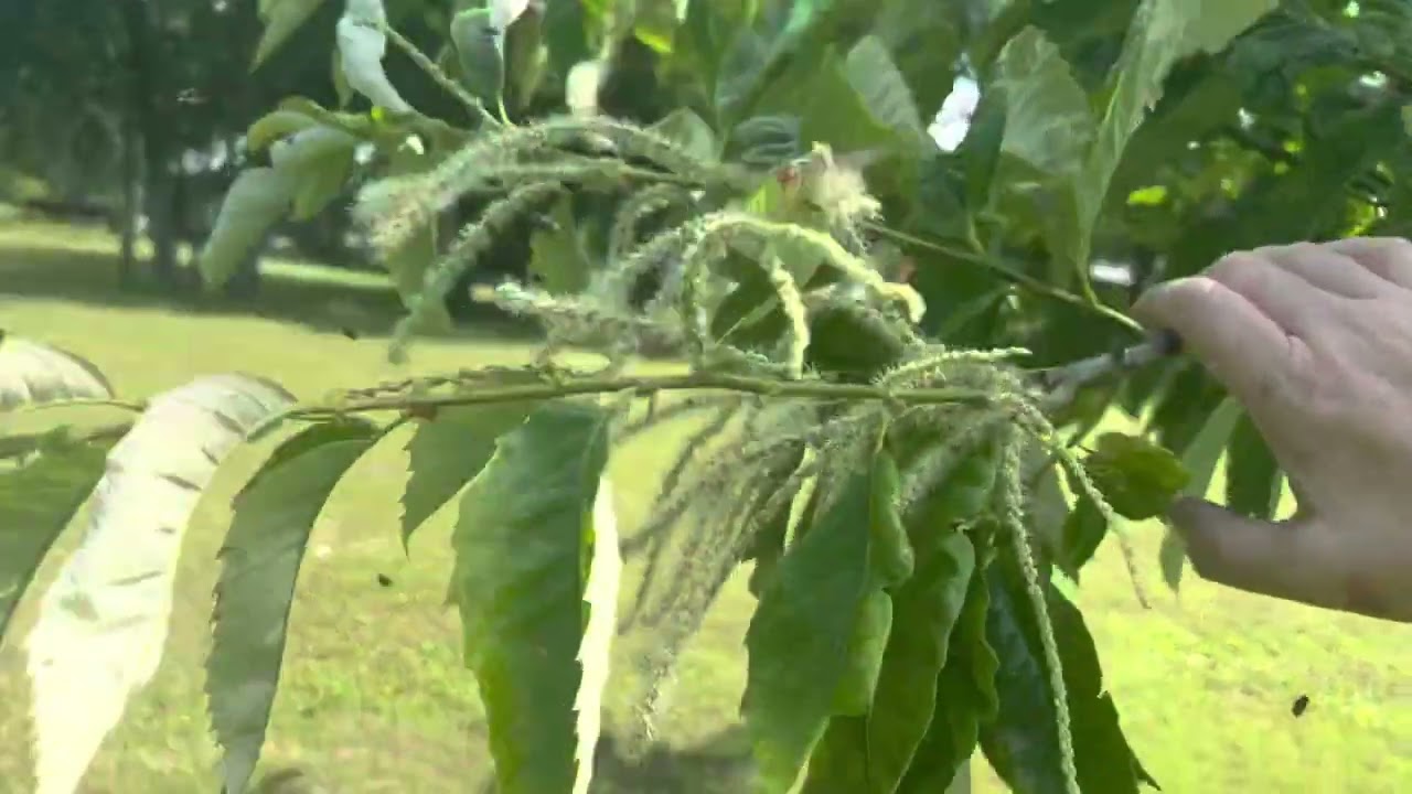 Dunstan and other early Chinese Chestnut Trees Blooming