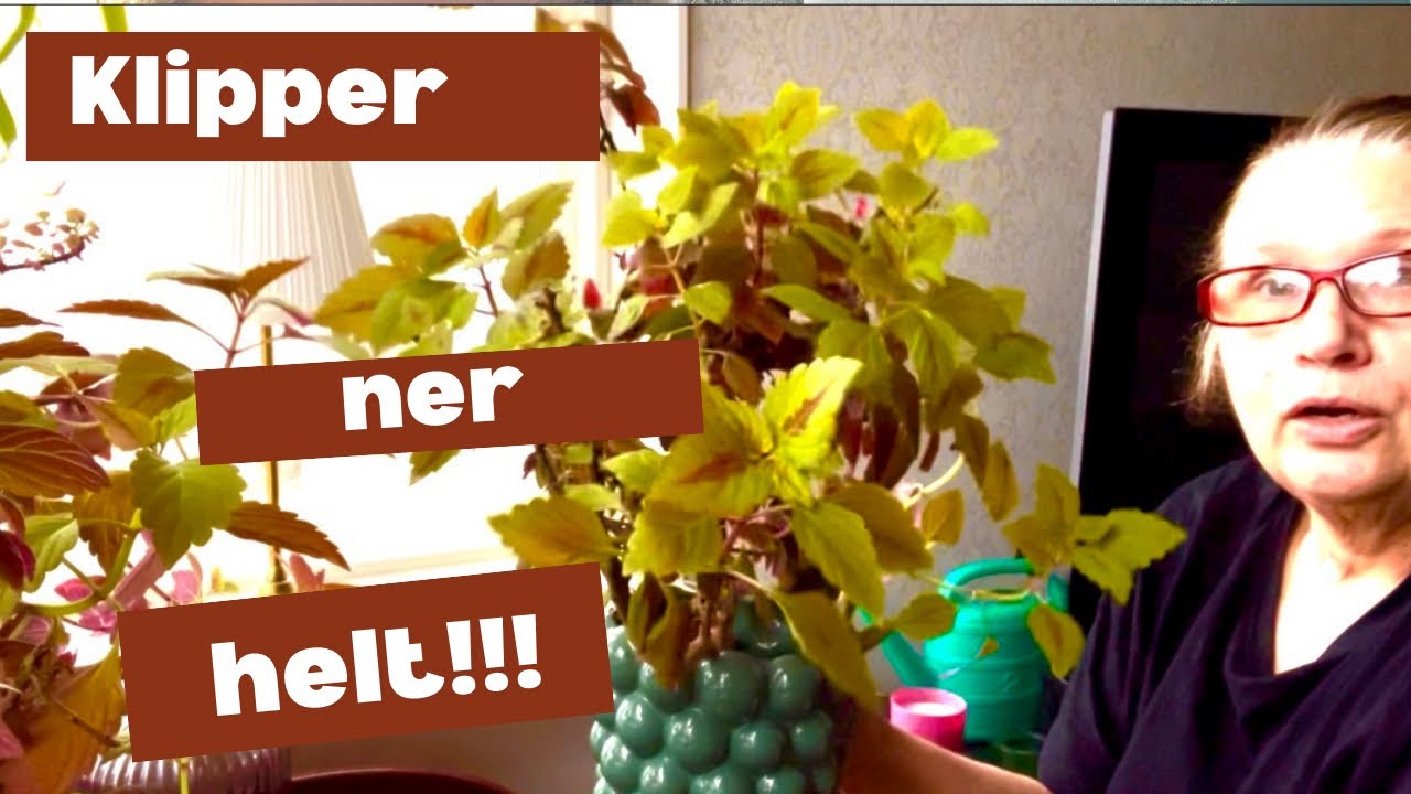 Mina stackars paletter! 🌺🌸 || Kommer ALLA DÖ nu???