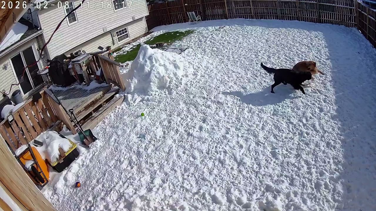 Mocha and Hank Backyard Playing February 2026 Part 2