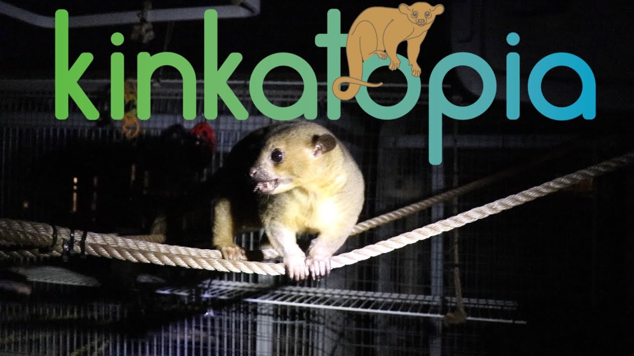 KINKATOPIA