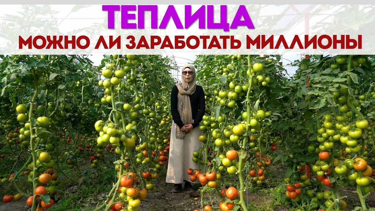 Сколько урожая можно получить в теплице. Теплицы Кыргызстан. Богатый Выбор
