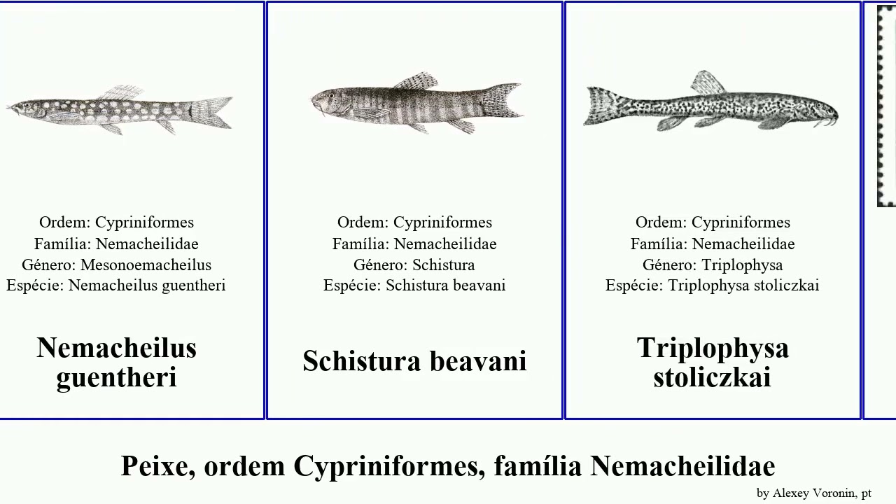 Peixe, ordem Cypriniformes, fam&iacute;lia Nemacheilidae fish Nemacheilus Triplophysa Richards Schistura