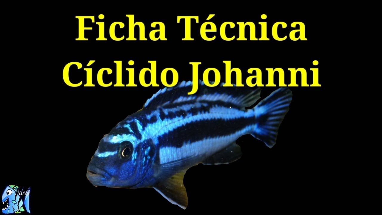Ficha Técnica Cíclido Johanni (Melanochromis johanni)