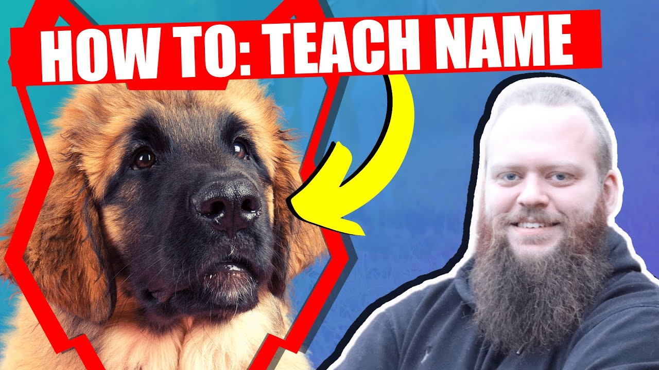 How To Teach Your LEONBERGER PUPPY Their Name