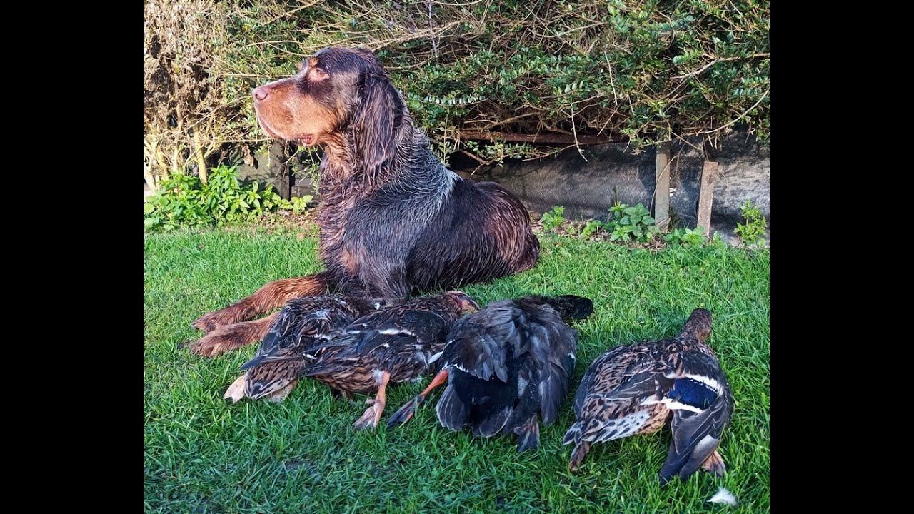 Epagneul Picard ONIX du DOMAINE D'IRON