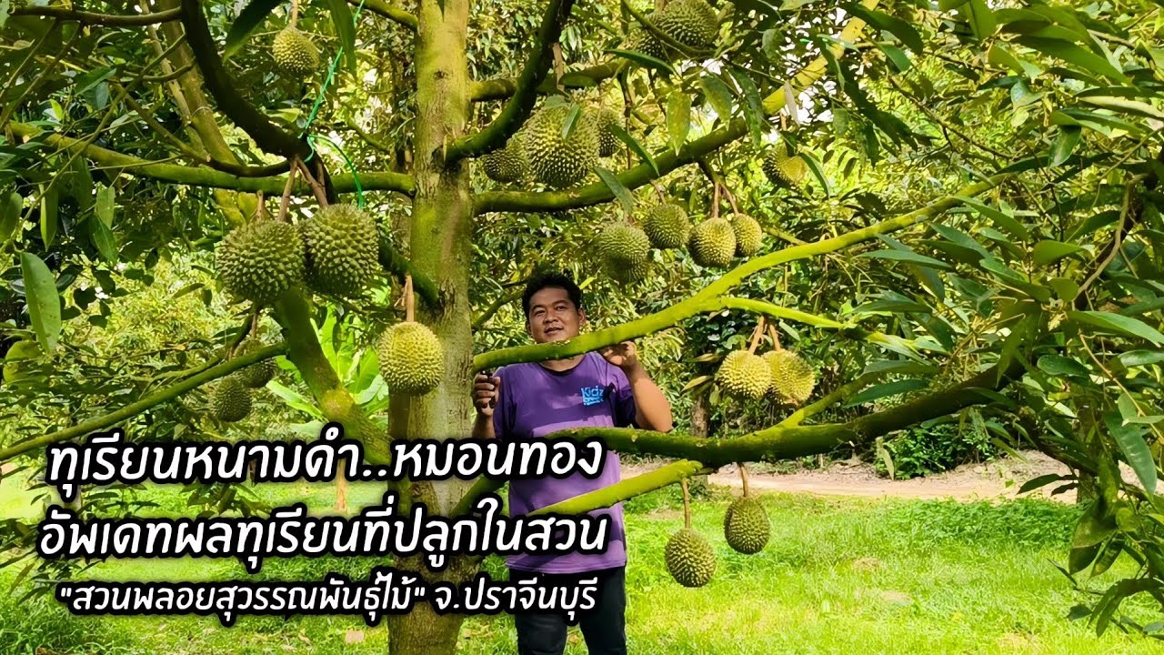 ทุเรียนหนามดำ..หมอนทอง อัพเดทผลทุเรียนที่ปลูกในสวน 