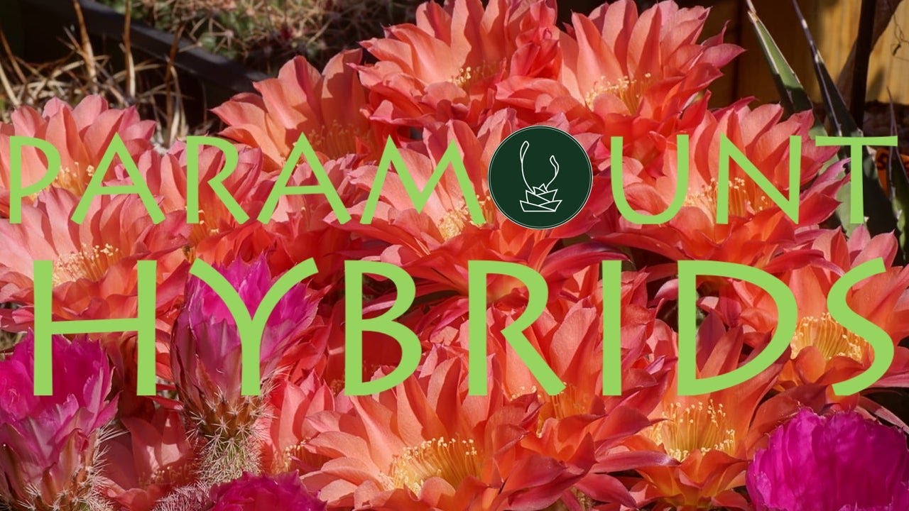 Paramounts and other Echinopsis hybrids | Dave Naylor【TCSC Monthly Show & Tell】20201004