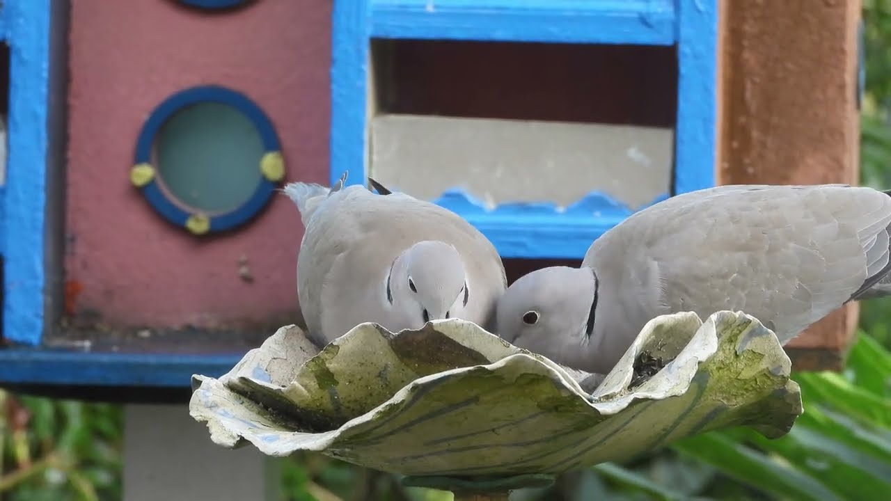 Jardin Refuge LPO.   Ligue pour la Protection des Oiseaux   Ploufragan  Côtes d'Armor.