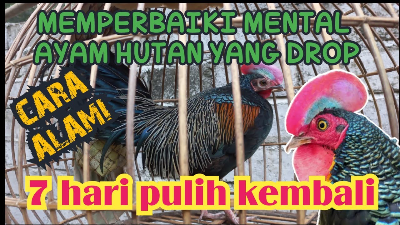 Cara Mengembalikan Mental & Birahi Ayam Hutan Yang Hilang