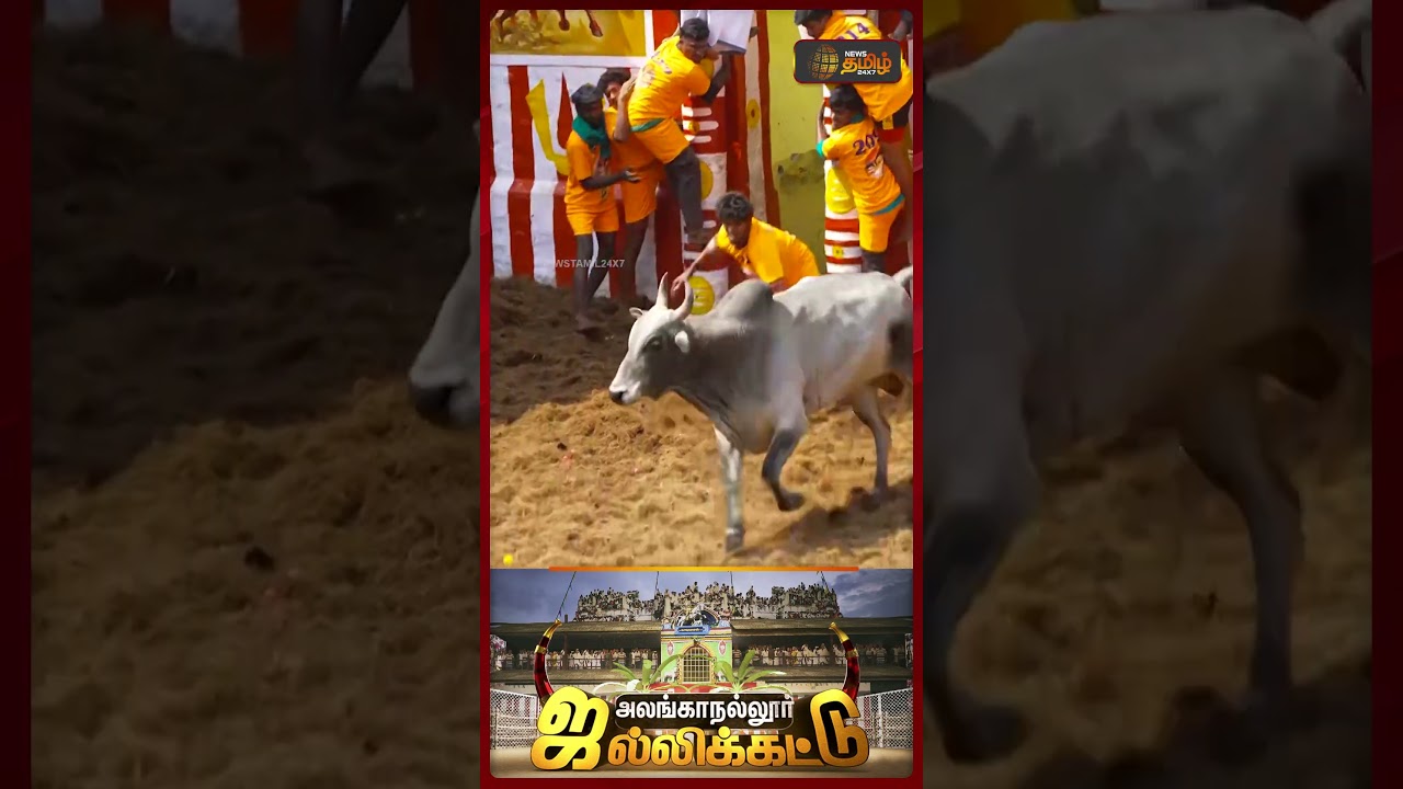 AlanganallurJallikattu |களத்தில் கலக்கிய காளை.. உரிமையாளருக்கு முதல்வர் கொடுத்த Surprise | cm stalin