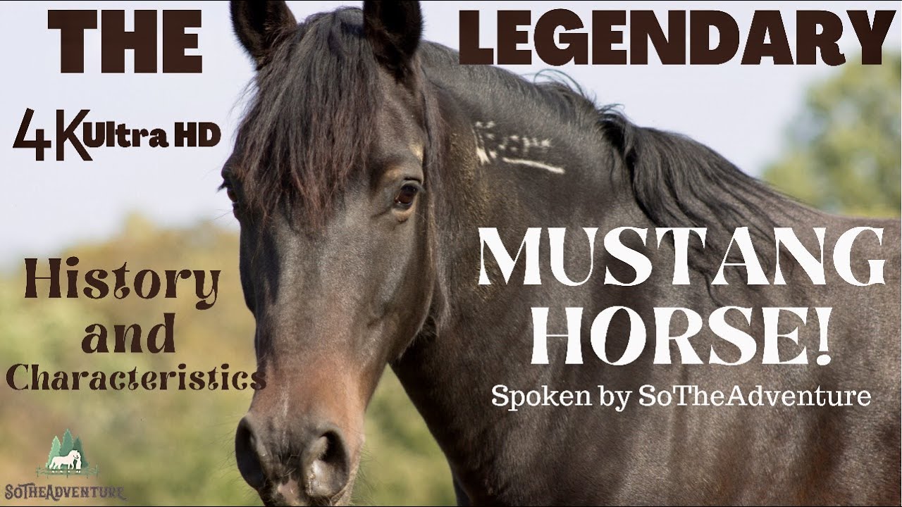 The Legendary Mustang Horse | Spoken by SoTheAdventure, History & Characteristics