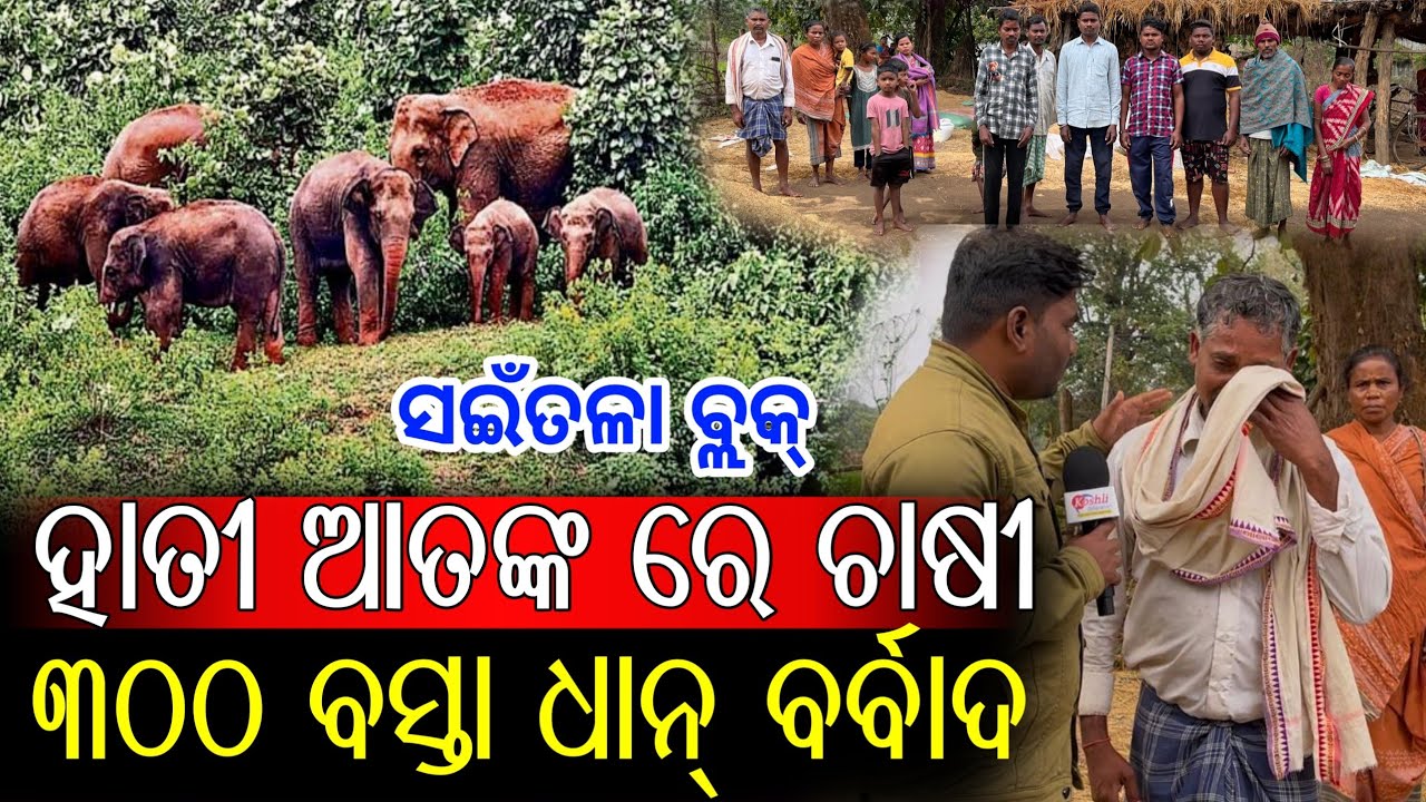 Farmers Are Crying Due To Elephant Terror ।। Duker chachra Village of Saintala Block