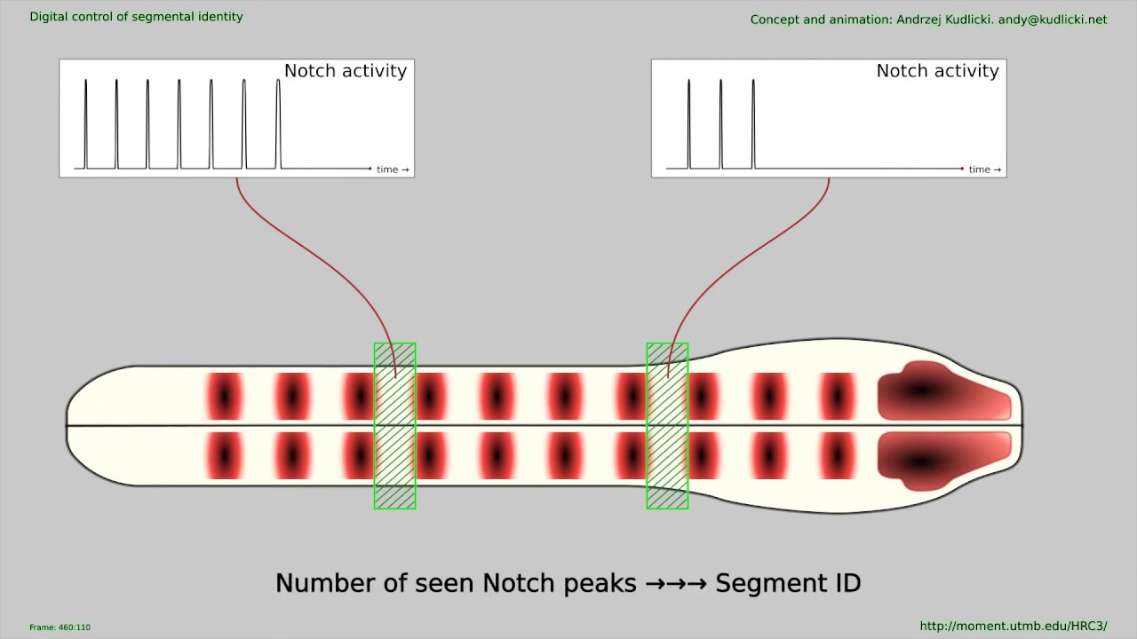 Hox Collinearity Explained