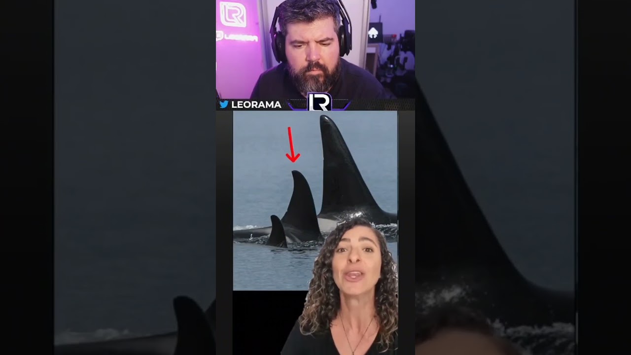 Porque as nadadeiras das Orcas tem a nadadeira ca&iacute;da?