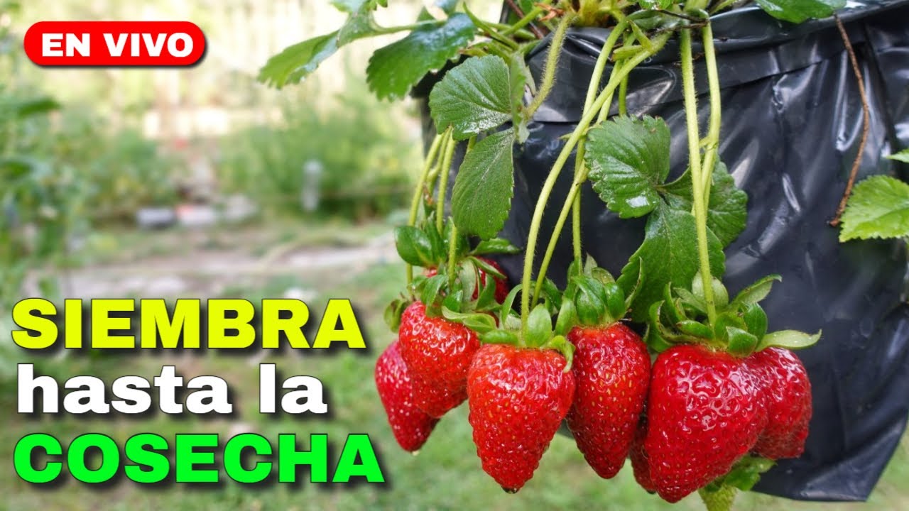 🍓 LIVE ➤ Выращивание клубники от семян до урожая