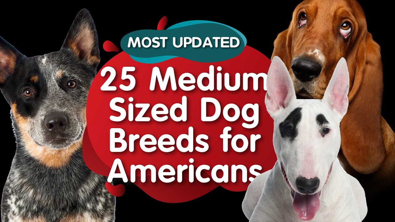 Top 25 Medium Sized Dog Breeds for American (MOST UPDATED)