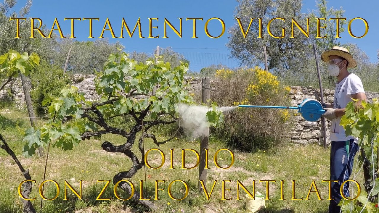 Trattamento Vigneto con Zolfo Ventilato