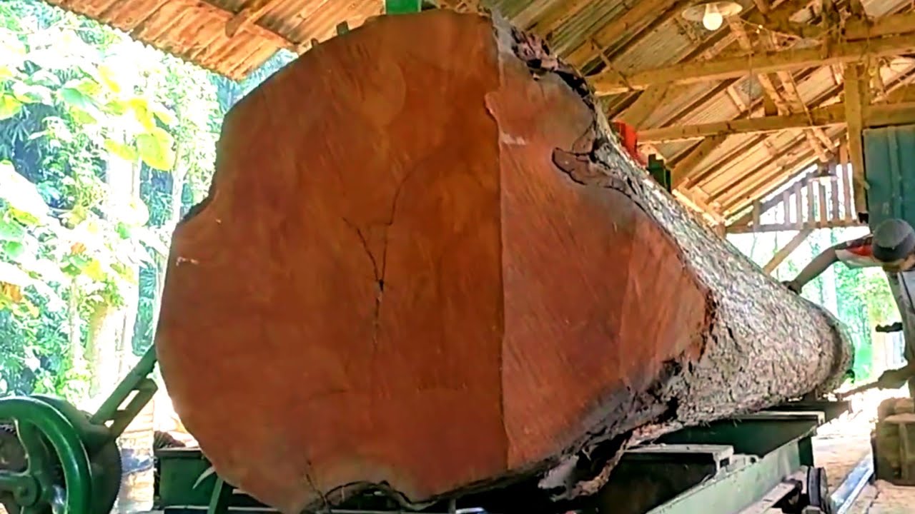 Big and beautiful, this is the form of mahogany wood with a diameter of 200cm
