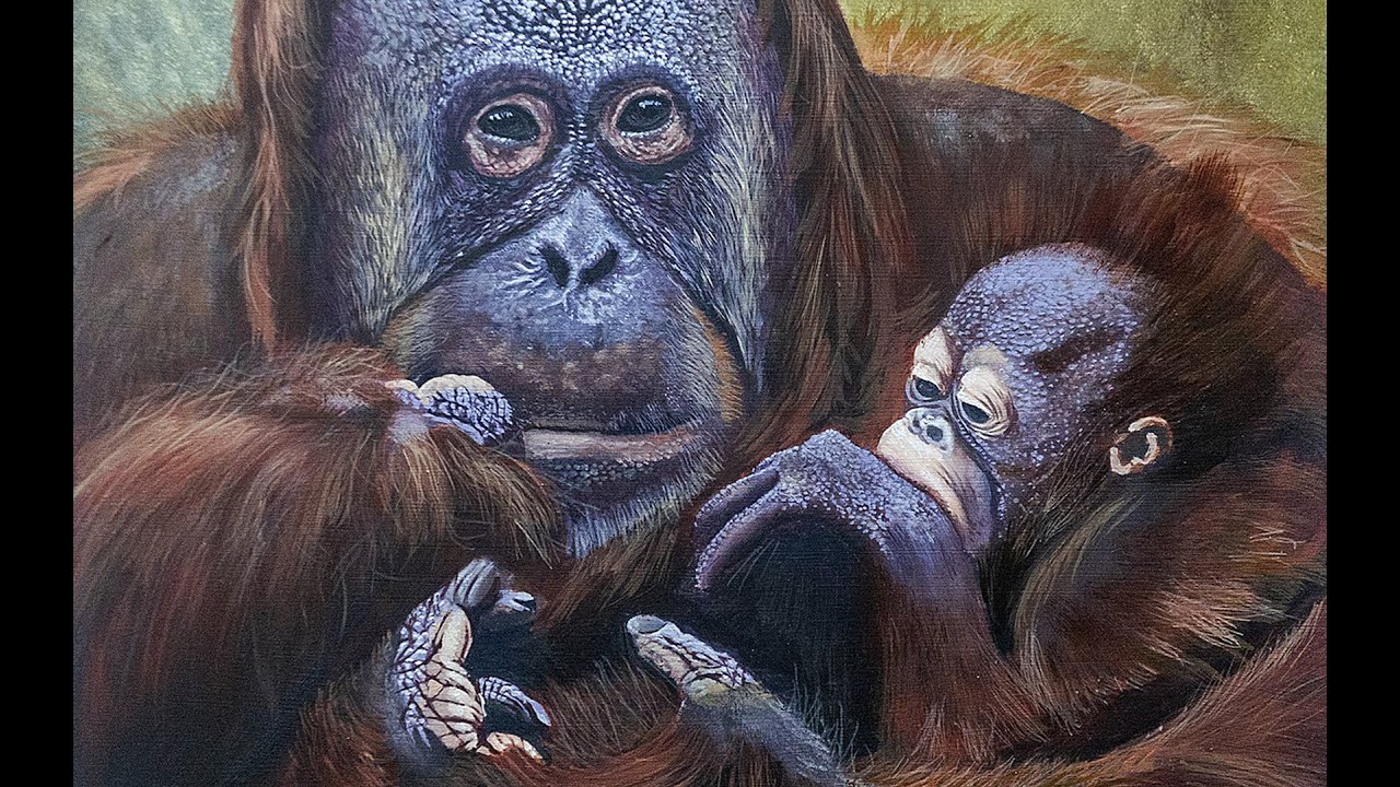 Orangutans painted in Oils Demonstration