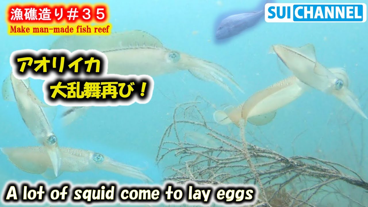 【漁礁造り#３５】梅雨明けの漁礁が巨大アオリイカの大群で凄い事なってた！A lot of squid come to lay eggs