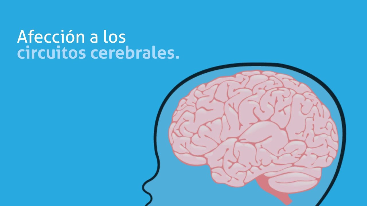 Los primeros 1000 días de vida - Desarrollo Infantil
