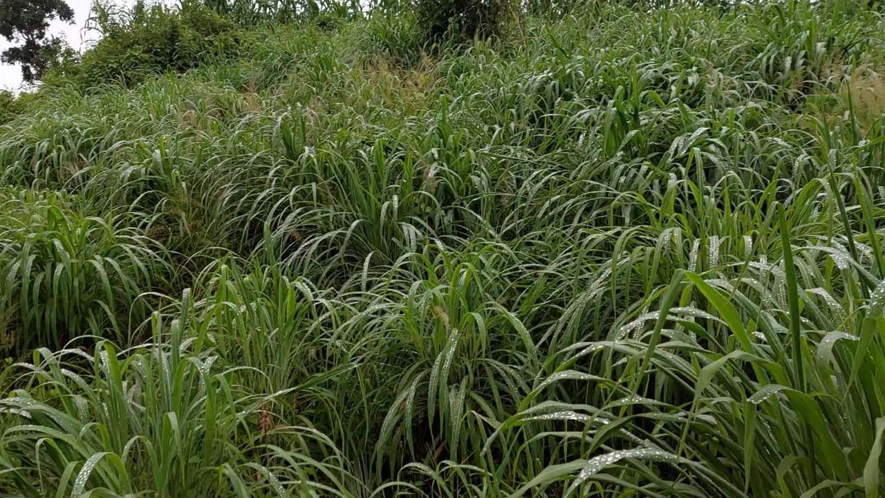 Con este método empastamos uno de nuestro potreros y con puro pasto llanero | Soy Francisco Vargas