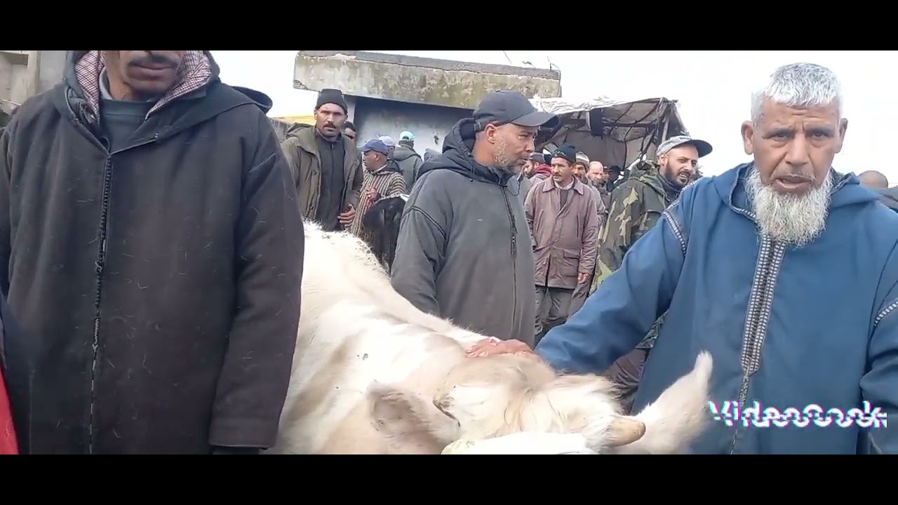 مباشر من سوق سبيت تيط مليل تمان باش بعنا هاد لعجلات🐂🐂🤲👍
