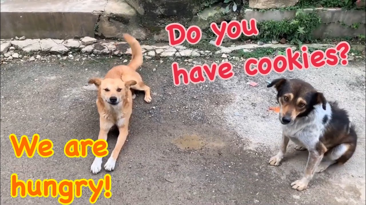 Chataro want to stay with us❣️ Stray dogs were waiting for food ‼️// straydog video