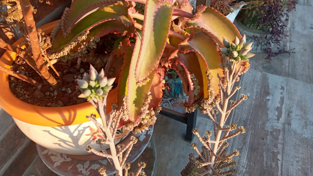 Aşkın Gözyaşı ne zaman çiçek açar