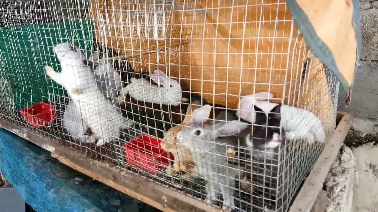 My Rabbit Kits | Backyard and Lifestyle Vlogs