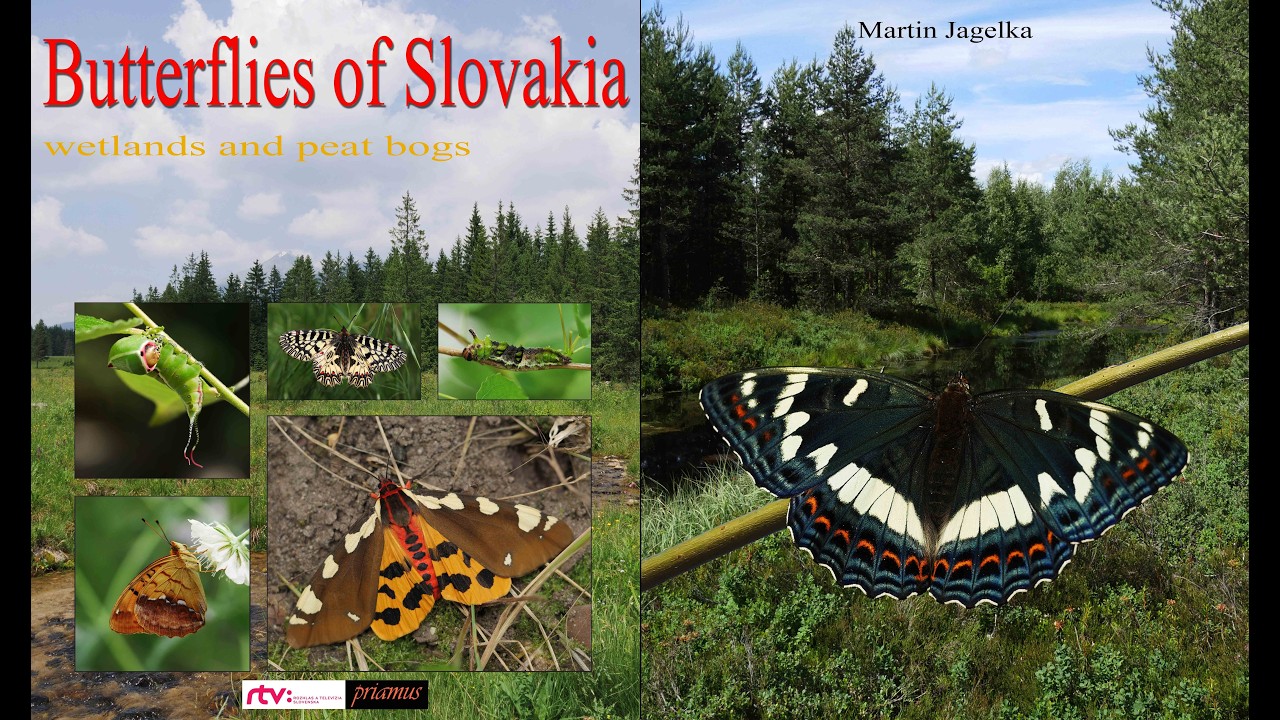 Butterflies of Slovakia - Wetlands and peat bogs
