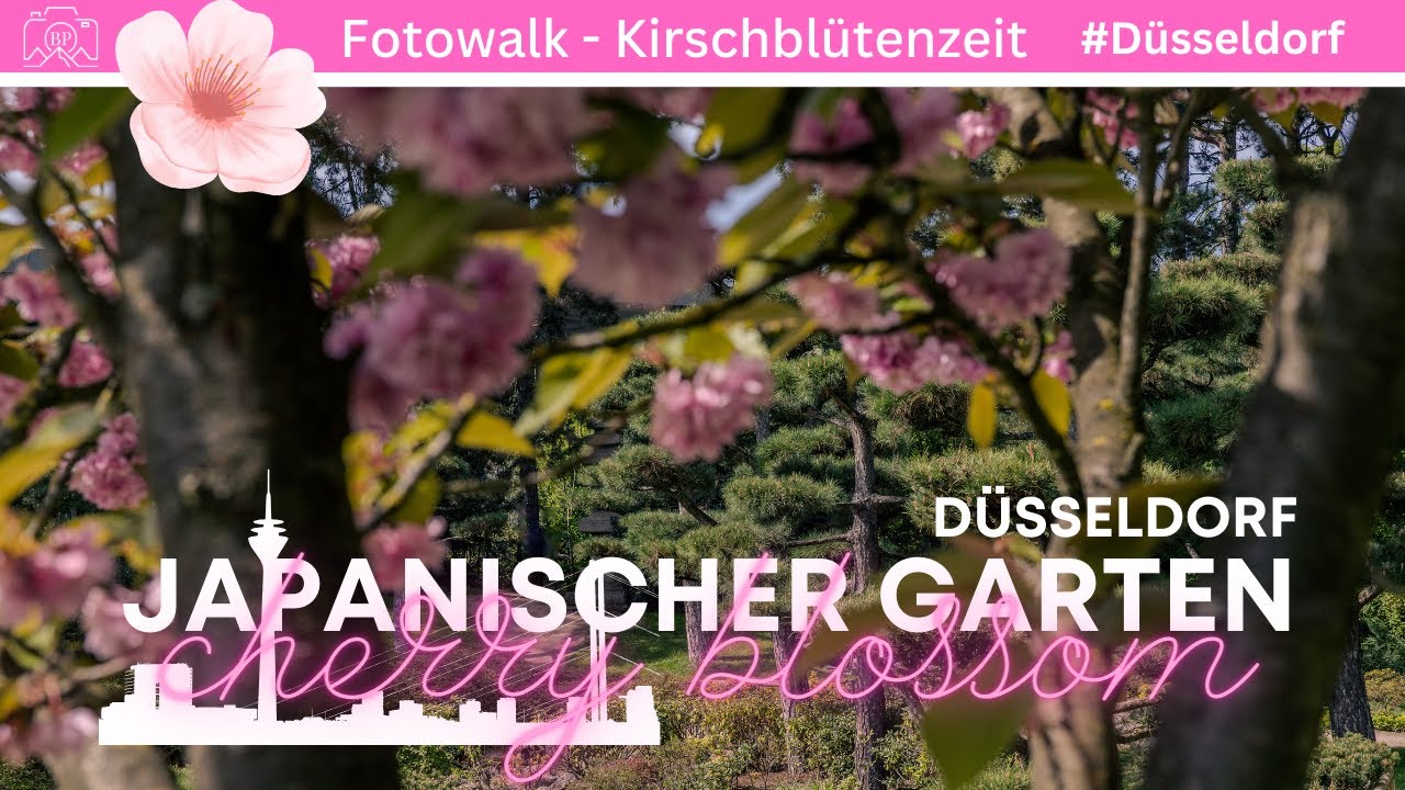 Düsseldorf 🌸 Japanischer Garten 🌸 Cherry Blossom / Kirschblütenzeit - Fotowalk Tierfotografie