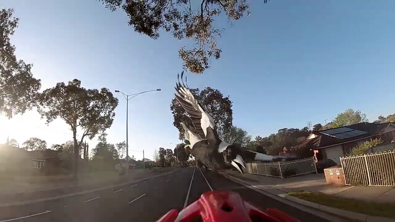 Magpie swooping cyclist.