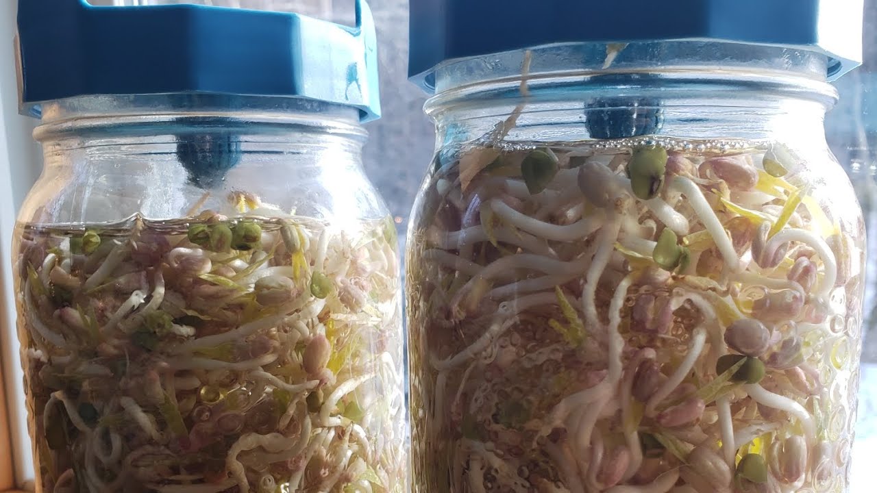 Growing Sprouts in Mason Jars