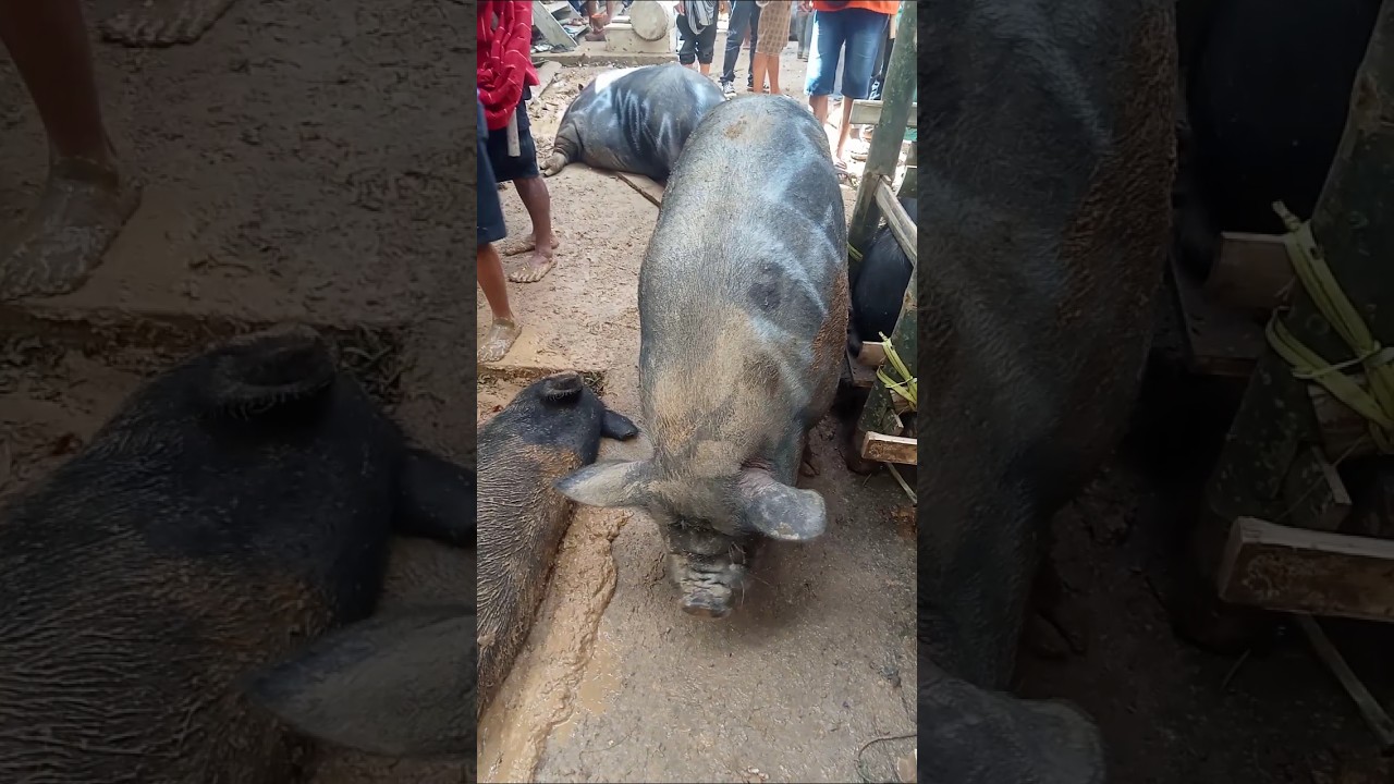 ukuran super besar, babi ini tidak wajar