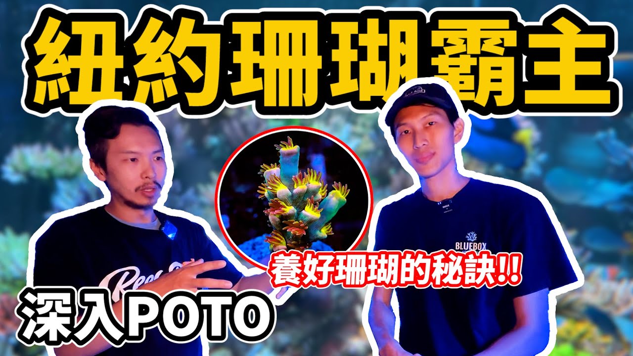 【藍箱水族】紐約最棒海水珊瑚店！超精品珊瑚公開~POTO水族 @PiecesOfTheOcean (CC) Reef shop