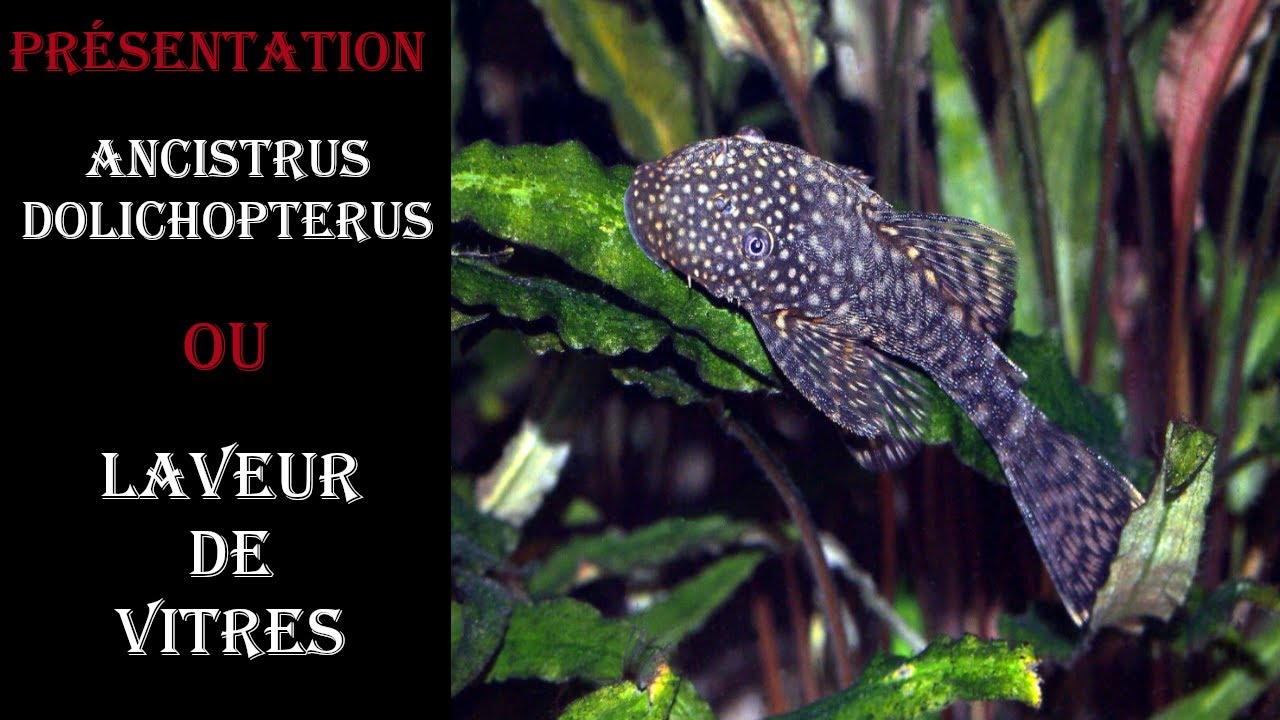 #Poisson Ancistrus Dolichopterus ( laveur de vitres )