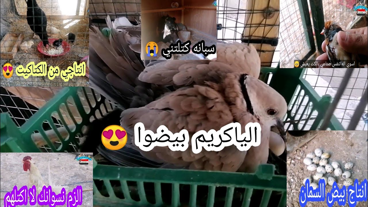 الياكريم بيض بالمحميه الجديده 😍 انتاج بيض السمان 100% ابونا الاعرج مات 😭