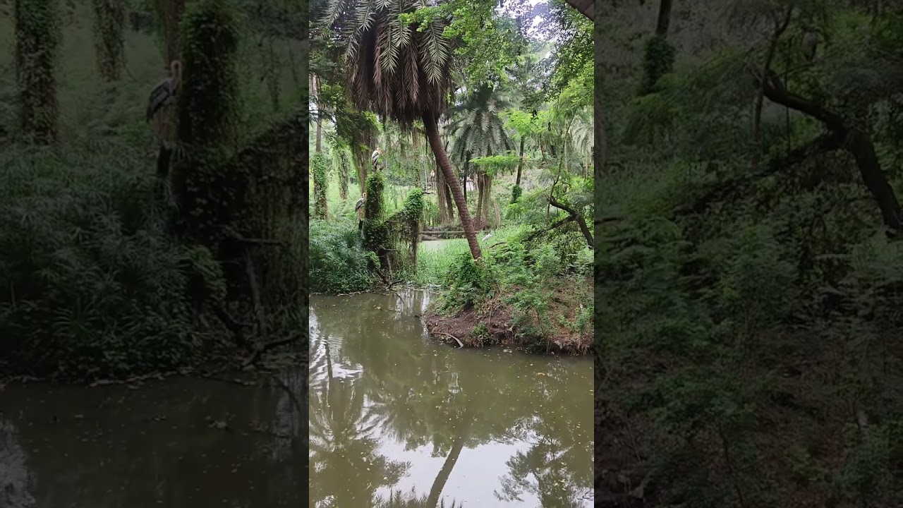 #Nehru zoological park #hyderabad #zoological park#traveling#YouTube #youtubevideo #travel life