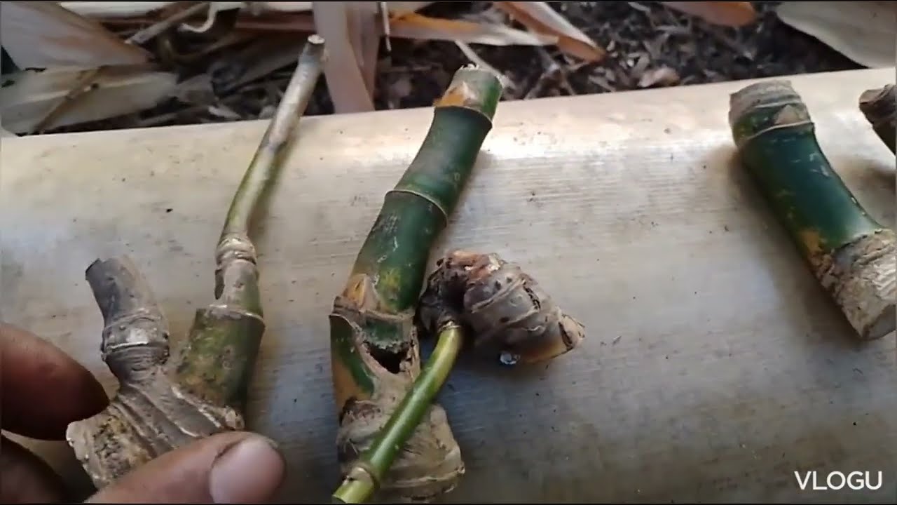  Bambu Unik Seperti Ini susah dicari
